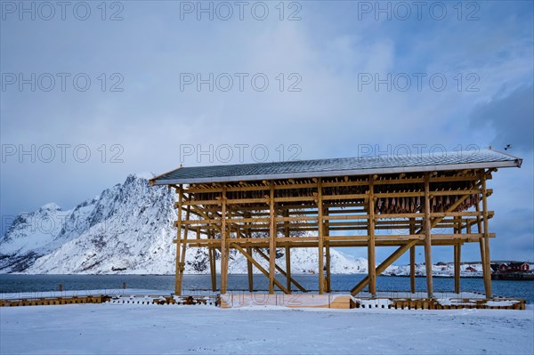 Drying flakes for stockfish cod fish in winter. Sakrisoy fishing village
