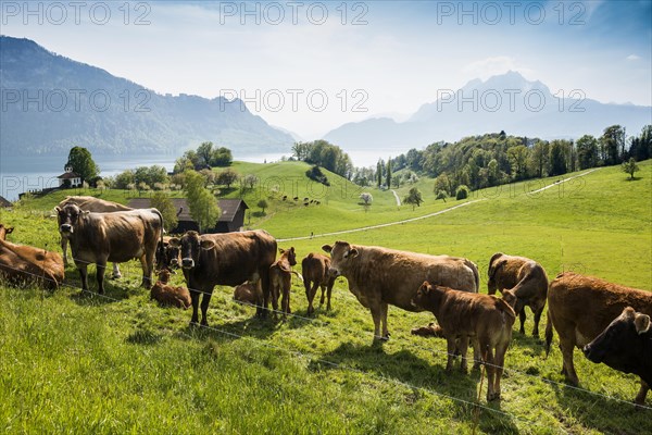 Panorama with lake and mountains and cows
