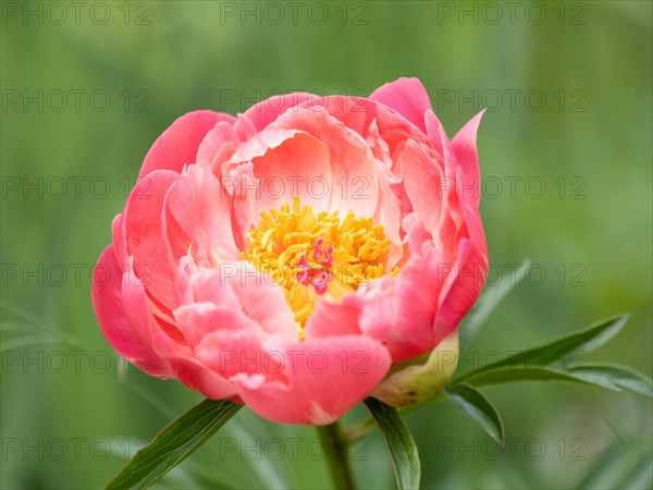Bush peony