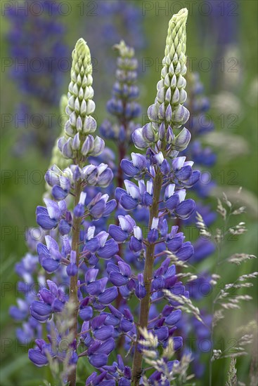 Blue white lupin