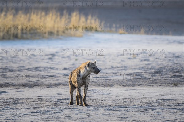 Spotted hyena
