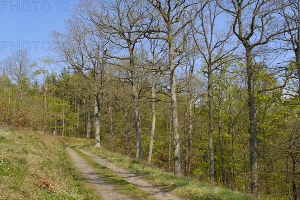 Forest trail