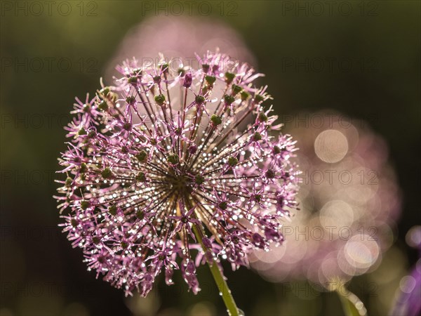 Ornamental leek