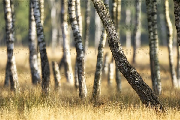 Warty birch