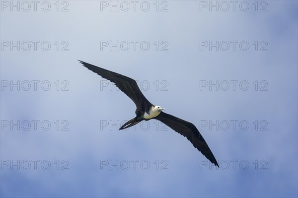 Magnificent frigatebird