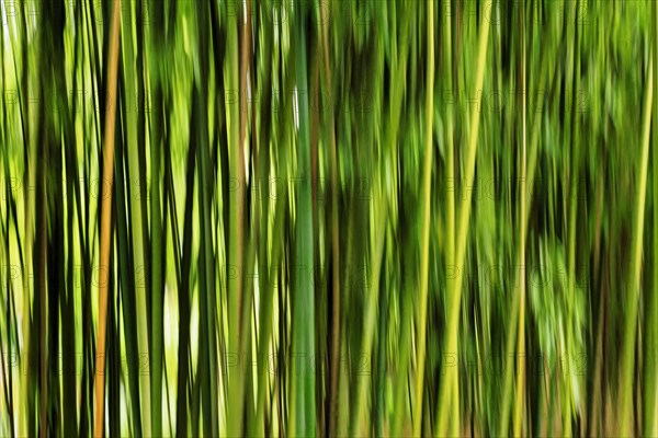 Bamboo