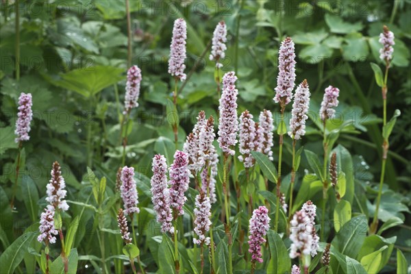 Snail's knotweed