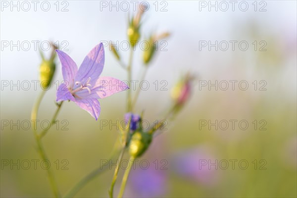Blur experiment on a flowering meadow in summer