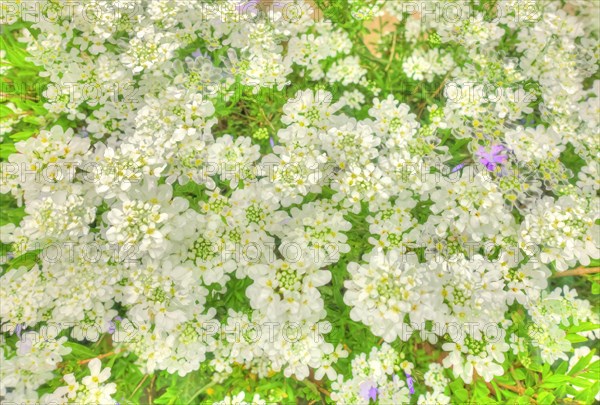 Flowers creative
