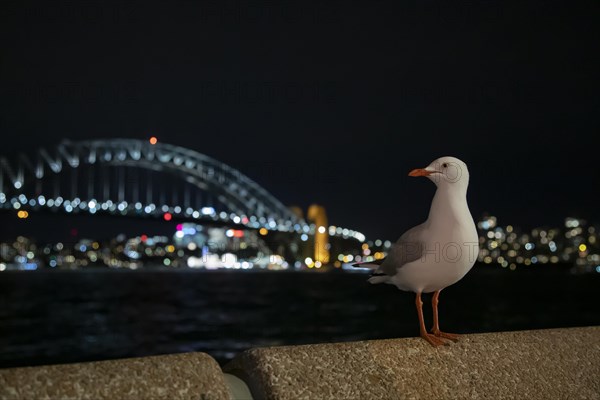 Silver gull