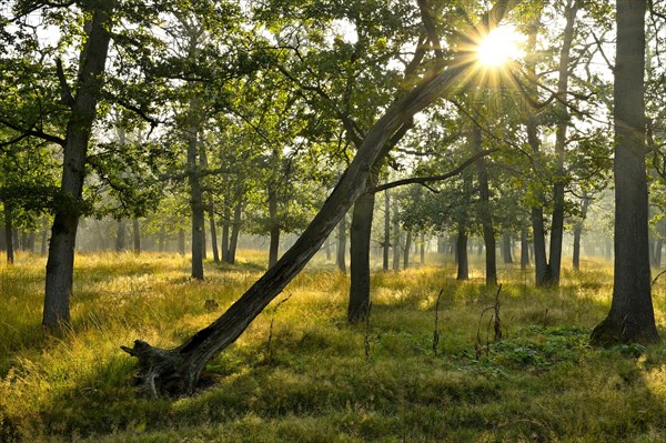 Leaning tree in english oak