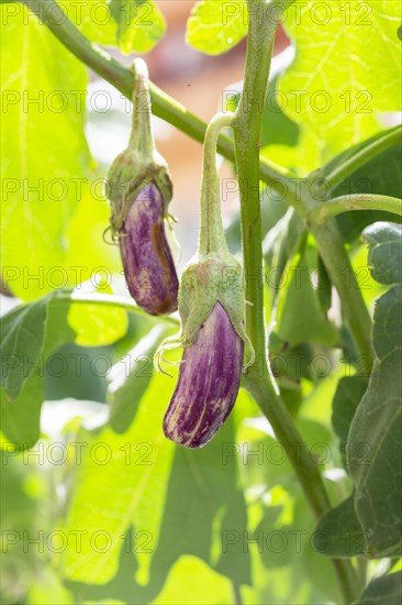Eggplant