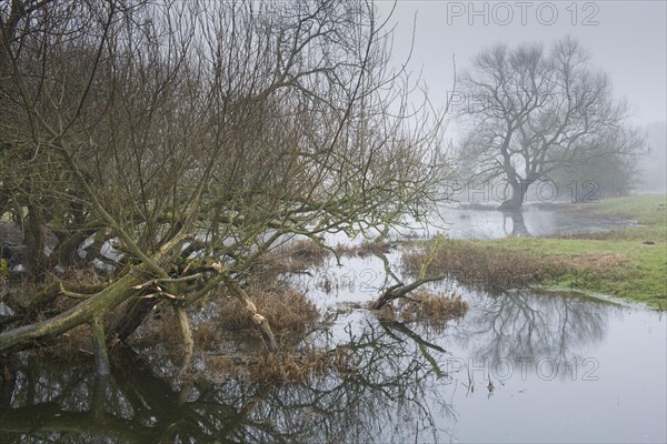back water of the Ems