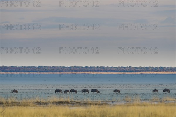 Blue wildebeest