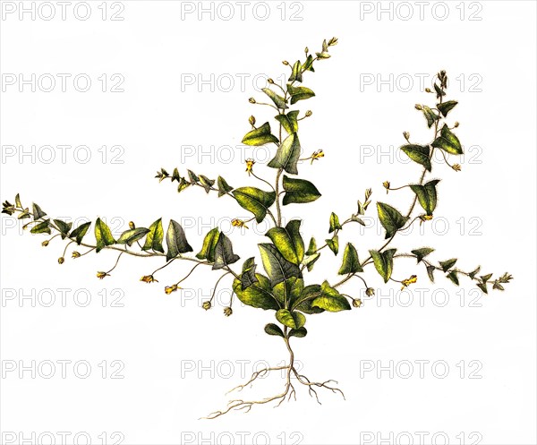 (Antirrhinum) elatine, Art der Gattung Loewenmaeuler, digital restaurierte Reproduktion einer