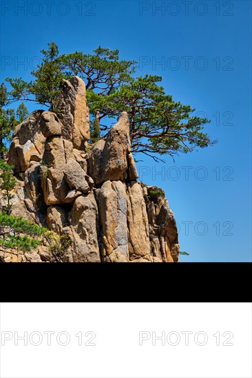 Pine tree and rock cliff at Towangpok Observatory viewpoint