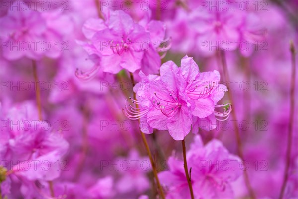 Rhododendron Mucronulatum Korean Rhododendron flower close up. Seoul