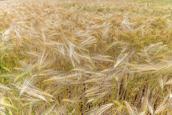 Wheat field in spring in plain. Alsace
