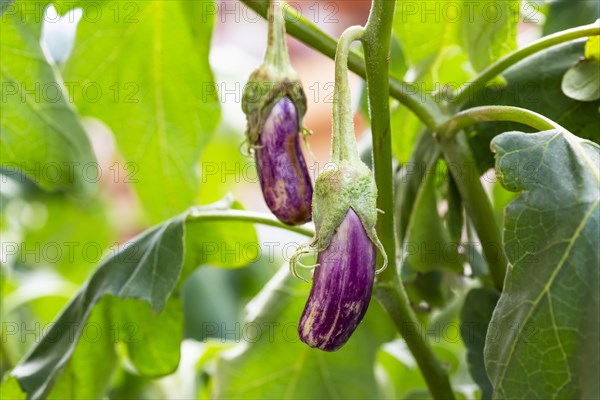 Eggplant