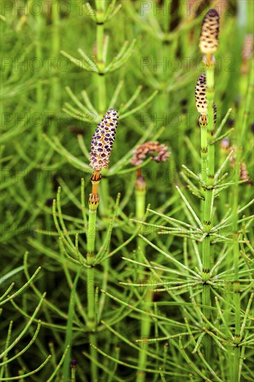Marsh horsetail