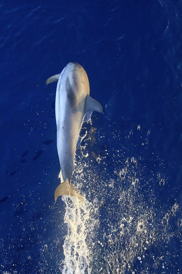 Jumping dolphins in front of the bow wave of a ship