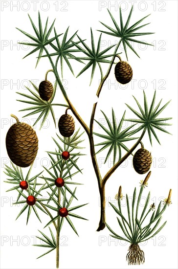 Cauda muris Lebanon lebanon cedar