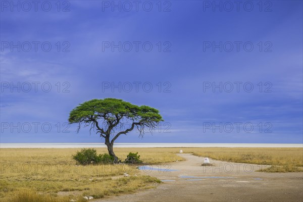 Tree at the edge of the salt pan