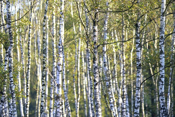 Warty birch