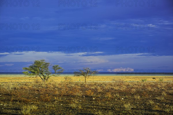 Landscape at the edge of the salt pan in the morning light