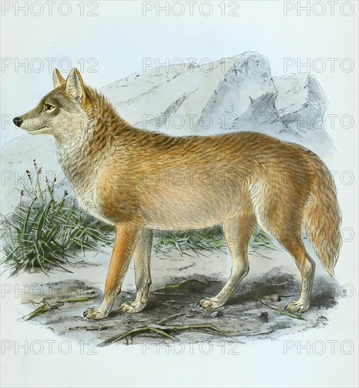 Mongolian gray wolf