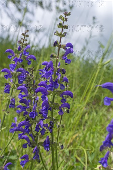 Meadow sage