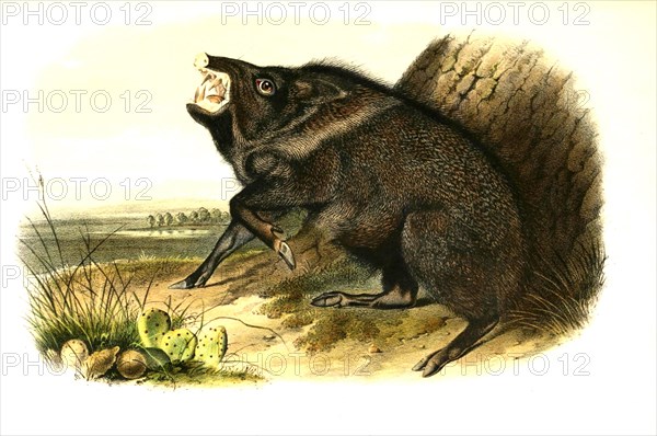 Collared peccary