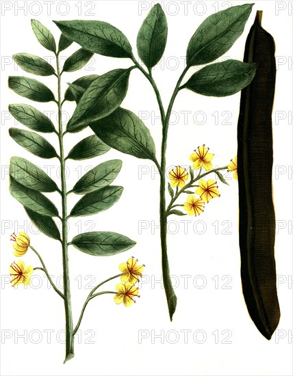 Cassia fistula