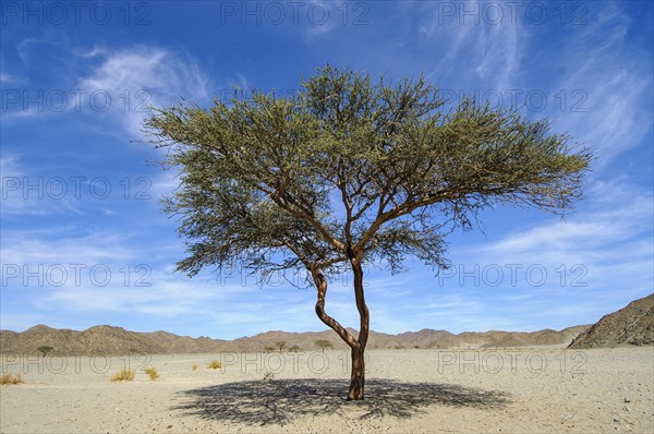 Single camelthorn tree
