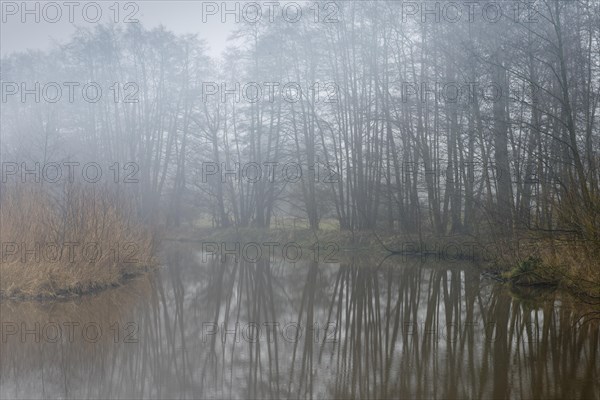 back water of the Ems