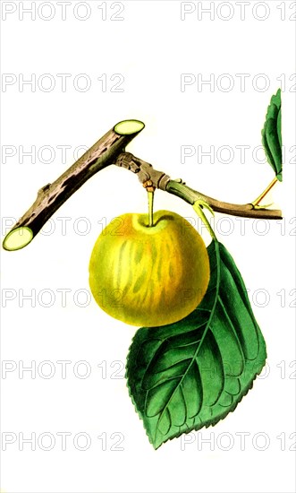 Gelbe Pflaume