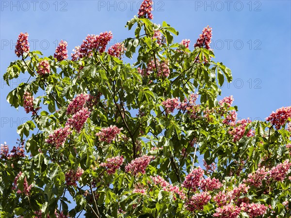 Red-flowered Horse Chestnut