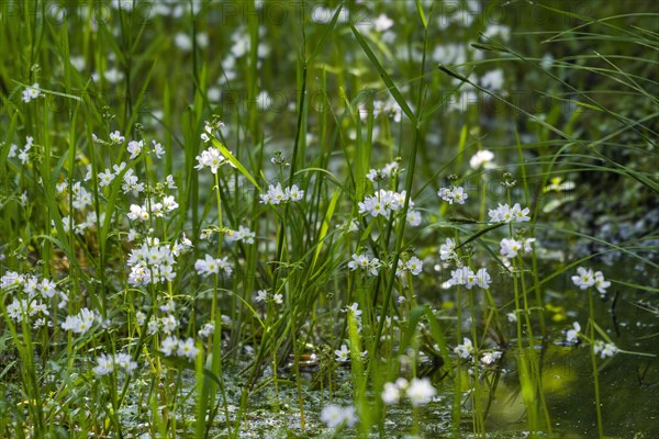 Europaeische Wasserfeder