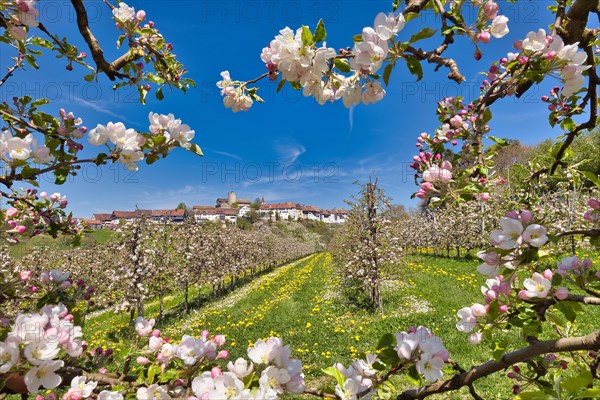 Obstplantage im Fruehling