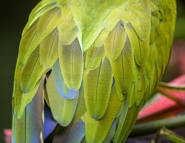 Detail of the feathers of a large great green macaw