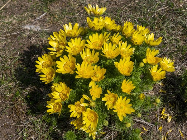 Adonisroeschen