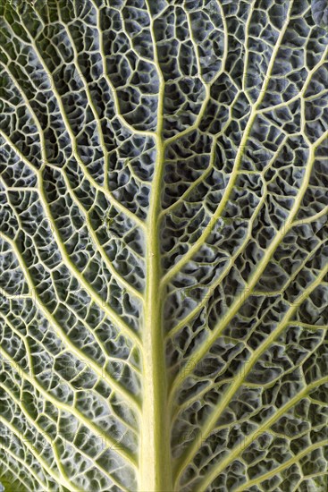 Leaf structure of a vegetable cabbage