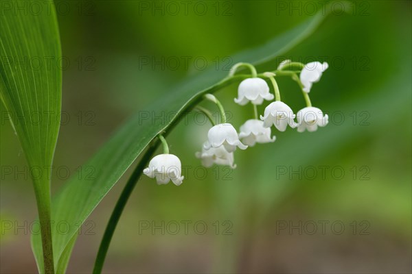 Lily of the valley