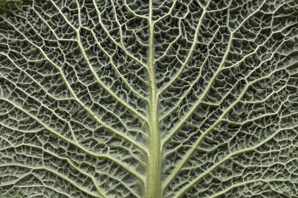 Leaf structure of a vegetable cabbage