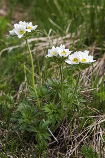Narcissus-flowered anemone