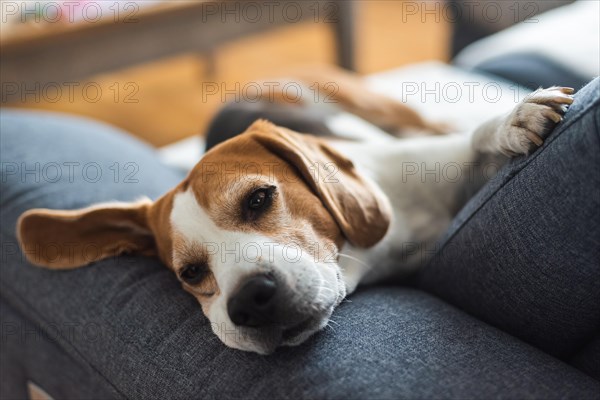 Adoult Male hound Beagle dog sleeping at home on the sofa. Cute dog portrait