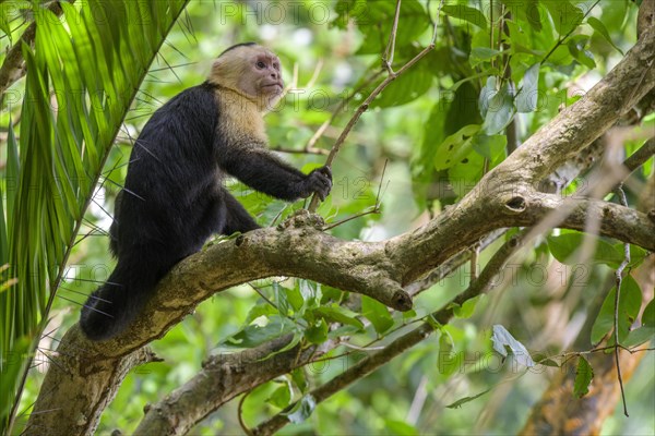 White-headed capuchin