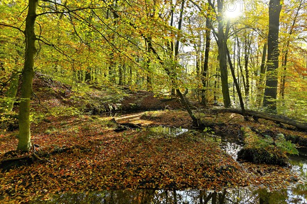 Rotbach in autumnal Hiesfeld Forest with sun