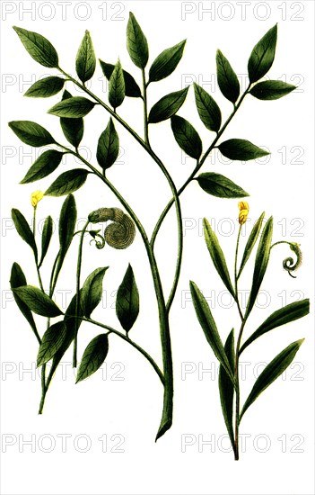 Caterpillar weed