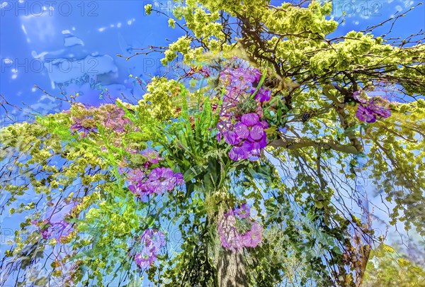 Flowers creative